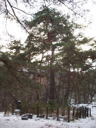 �吳�V�c�����A���ɂȂ����Ƃ����u���ڈ��Ö�̏��v�B