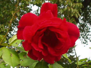 �o�������̃o�����ɍ炭�K�N�̉�