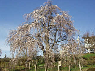 �o�������́u���z�̍��v