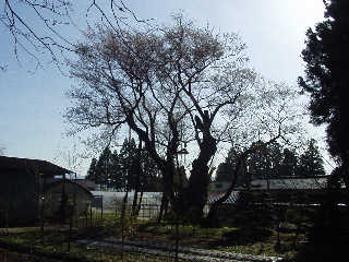 �ɒB���@�̖����~�����u�����̑喾�_���v