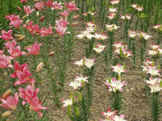 �ǂ�ł񕽂�艀�̂��B