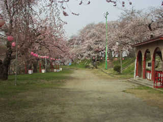 �G�X�q�R�����B��{�����炫�ق���B