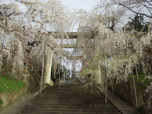 �G�X�q�R�����{�̑咹���Ǝ}�����B�p���ږ����̐Β����ł͓��{��̑咹���B