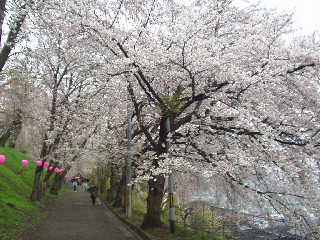 �G�X�q�R�����̍����؂��s��