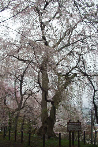 �G�X�q�R�����{�̌�_�؁A���ڕ����ڔ����B