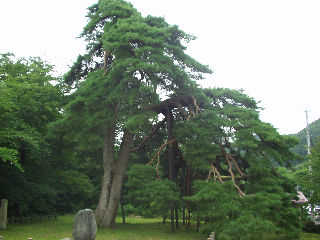 �o�������̗R���ɂȂ��Ă���u���w�̏��v