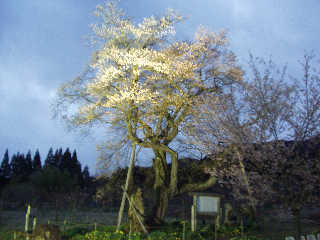 ���钬�R���́u�\��̍��v