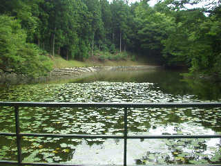 �񓪂̗��_�l�����ނƂ����L��̒r�B�l�ʋ�������ł���B