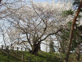 �R�`��̍��B�ŏ�`���������\�Y���v��d�E�����ۂɔ����̌��Ő��܂����Ƃ����u�����߂̍��v�Ɠ���̍��B