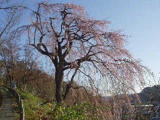 �o�������́u�c�C�̍��v