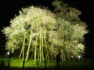 ��́u�v�ۂ̍��v�B���c�����C�̓`��������B