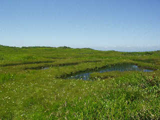 ���R�k���ɍL���鎼���u��Ƀ����v�B