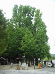 ���`�Ƃ����q���ܘY�i���ɐA�����������ǁB