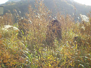 �Ǖ��̔�B���R���Ɍ������H�B�X���Ɠ��h���Ɍ����������������B