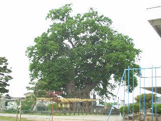 �������w�Z�ɗ��u�����̑�P���L�v�B�������w�Z��������{�ېՁB