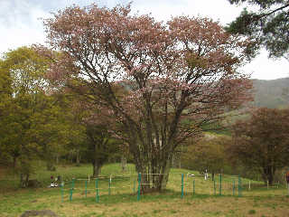 ���s�@�t���r�񂾐������̑�R��