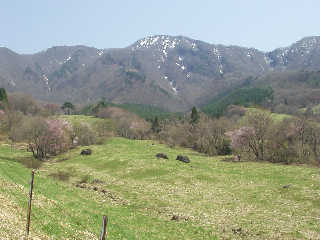 ��R���̍炭���������q��Ƒ�R