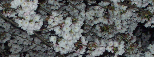 �G�X�q�R�����̖��