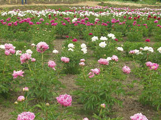 �z�K�_�Ђł͘Z���ɂȂ��䉖򂪍炫�ւ�A�u䉖�̓m�v�Ə̂��Ă���B