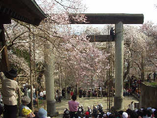 ���{��̑咹���̒��A��˂��ւ���ƁB