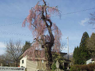 ���e�̗t�R�_�Ђɂ��邵������B