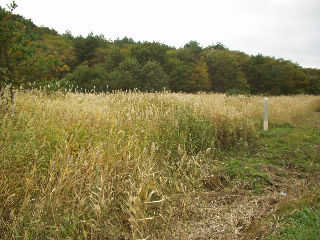 �ɒB�R�Ə㐙�R��������ʃm�،��Ð��