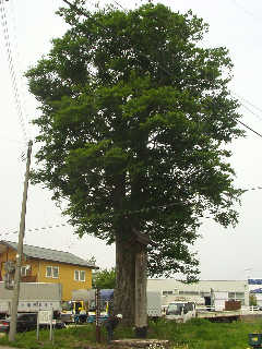 ���z�̈ꗢ�˂ɂ̓u�i�̖؂��A�����Ă���B