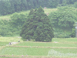 �����̑吙�B�u�g�g���̖؁v�Ƃ�������B