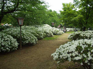 ���������̔���