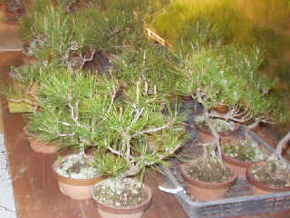 �܌������J�Ấu��t�܂�v�ŏo�X�����u�A�؎s�v�̐A�؁B