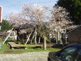 ���c�����C�ɗR������u��t���v